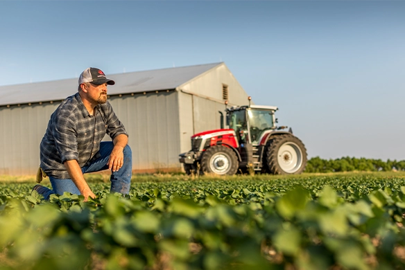 Farmer inspecting young crops in front of a Massey Ferguson tractor, representing growth and flexible financing options for modern agricultural equipment.